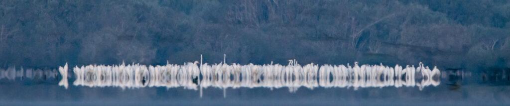 Czapla biała [Ardea alba]