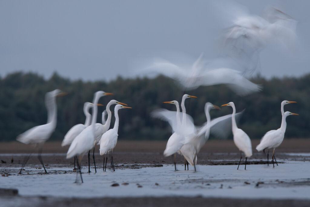 Powrót białych duchów