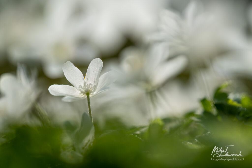 Wiosenne kwiaty w lesie