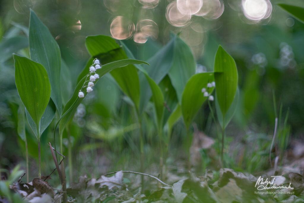 Maj w lesie