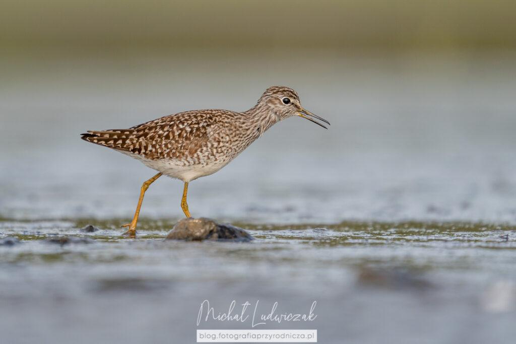 Jeziorsko - początek sezonu