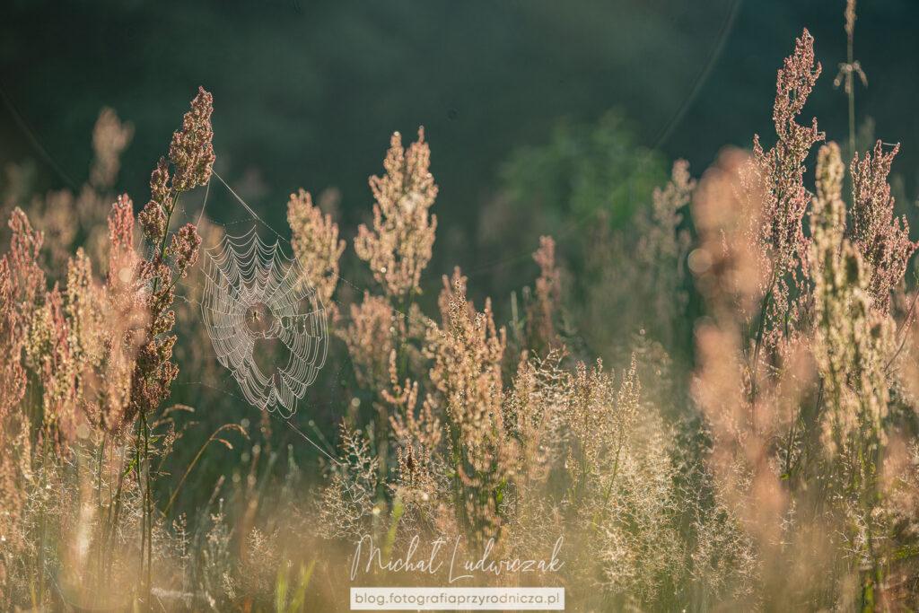 Skarby letniej łąki