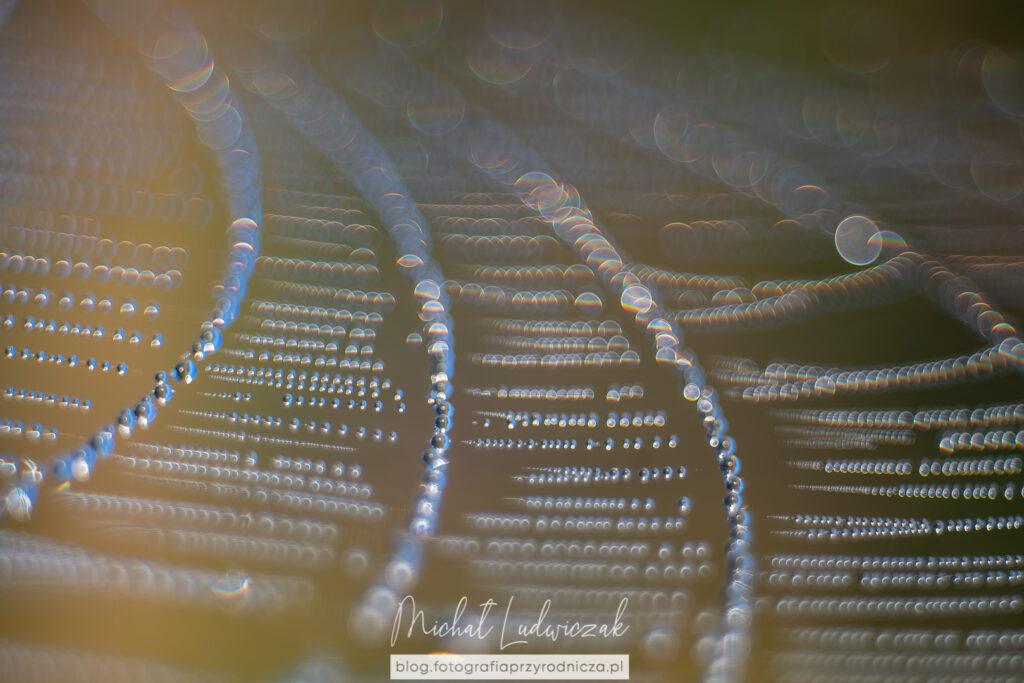 Skarby letniej łąki, ciąg dalszy