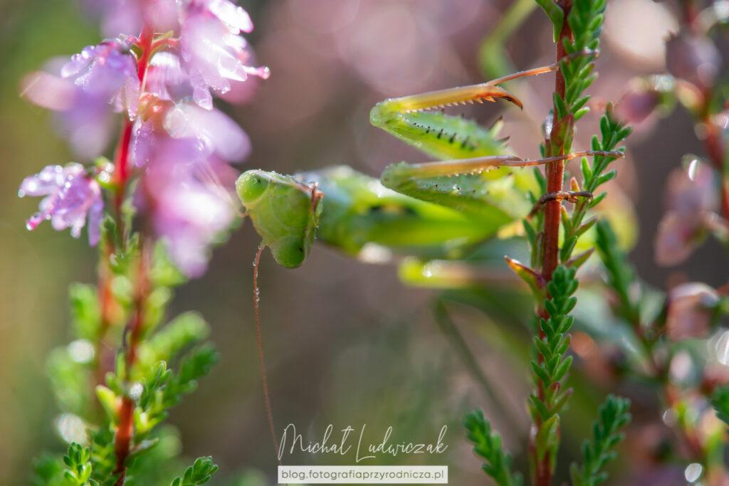 Modliszka we wrzosach