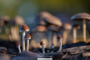 Grzybówka (mycena)