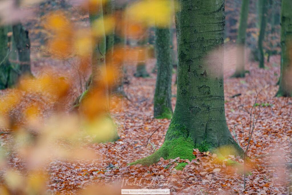 Kolory bukowej jesieni