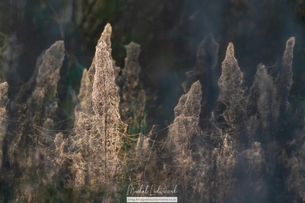 Inny aspekt Jeziorska