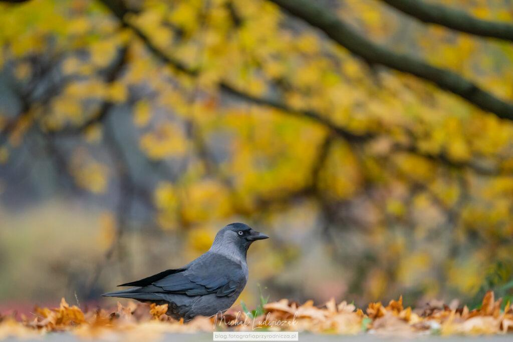Jesień w miejskim parku
