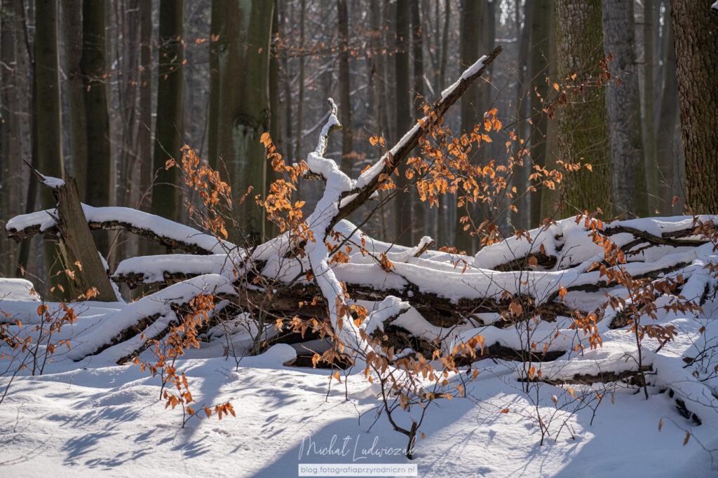 Zima w buczynie