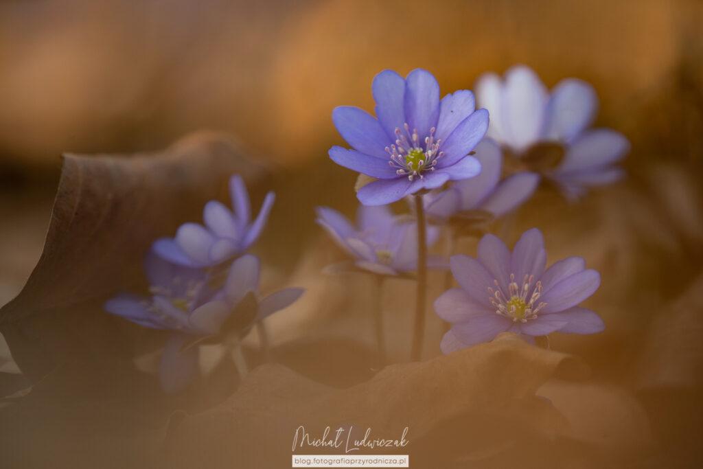 Przylaszczki w pełnym rozkwicie