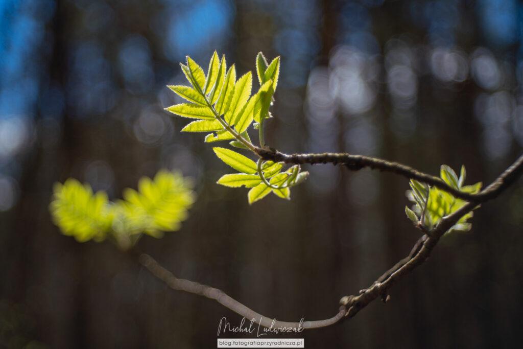 Wiosna w lesie