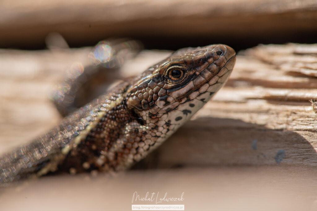 Jaszczurka, królowa mrocznych zakamarków
