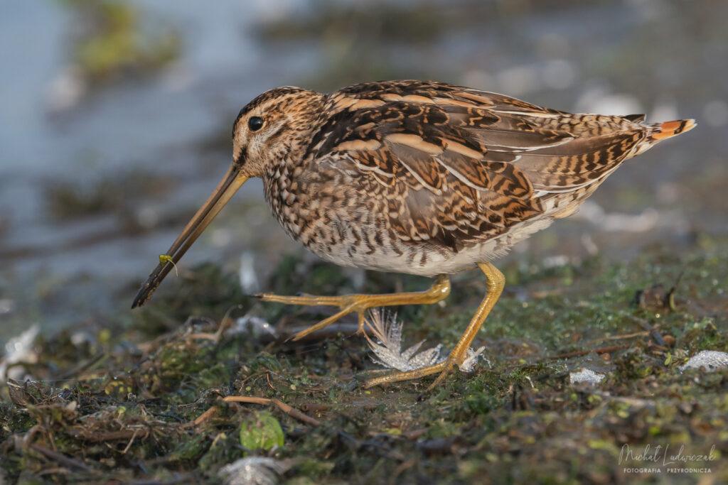 Jeziorska czas, cz.2