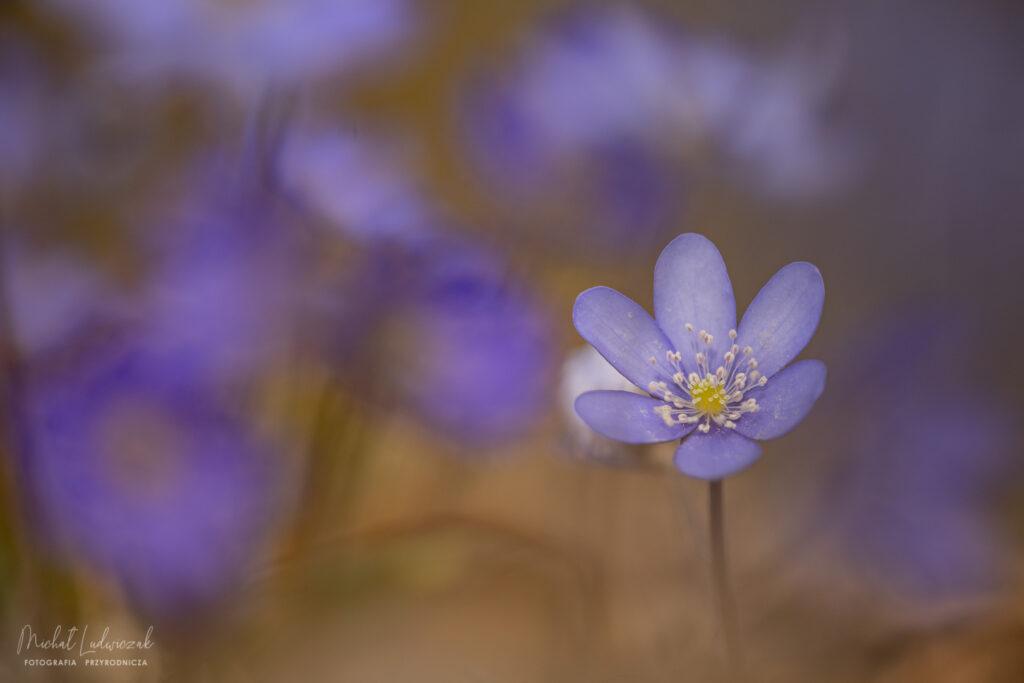 Przylaszczki i zawilce