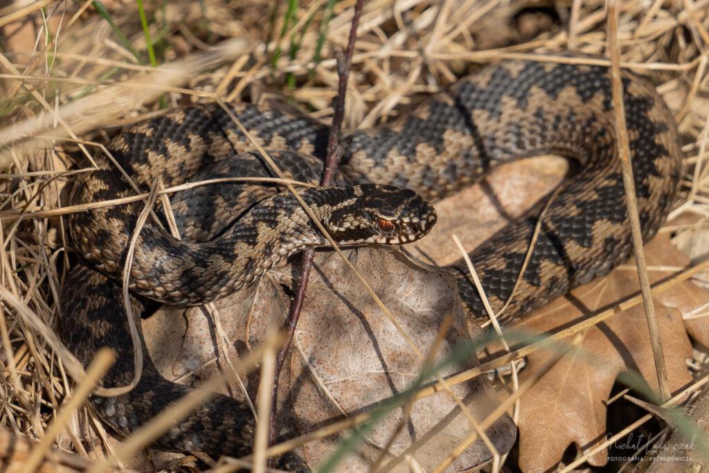 Żmija, zaskroniec, jaszczurka, czyli dzień z gadami