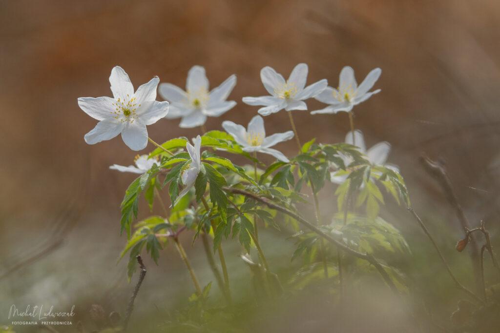 Kwiatowy zawrót głowy