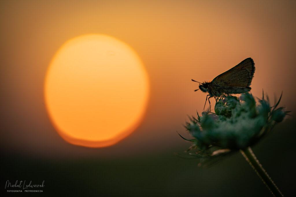 Pobudka lipcowej łąki