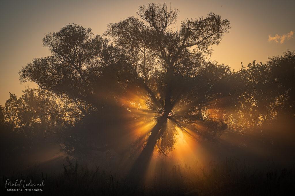 Sierpień na łąkach