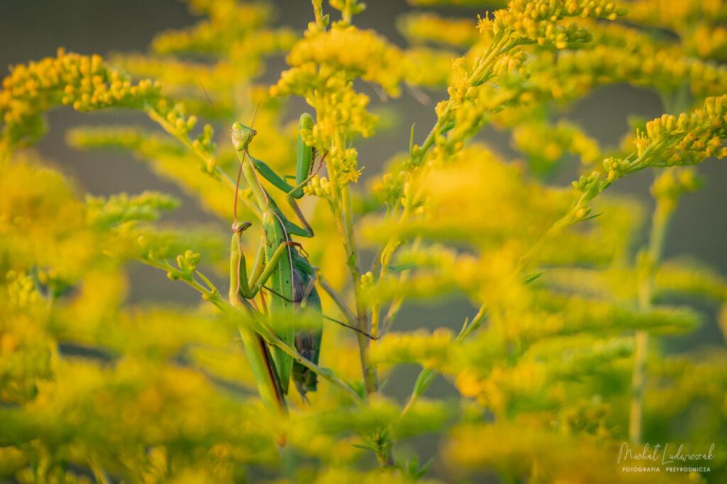 Modliszka już nie taka wyjątkowa