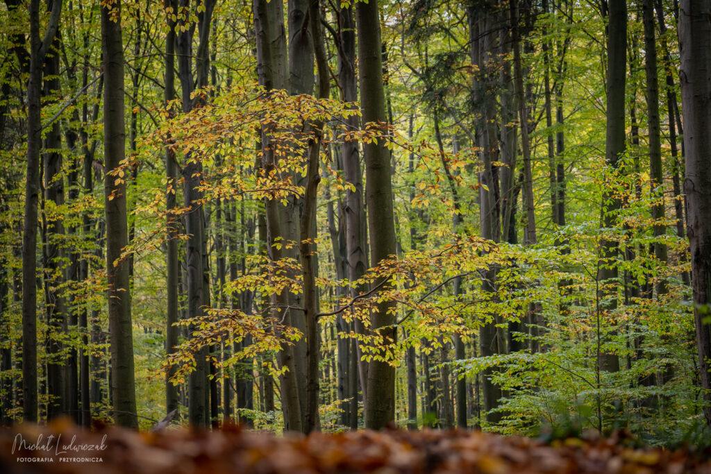 Jesień coraz bardziej kolorowa