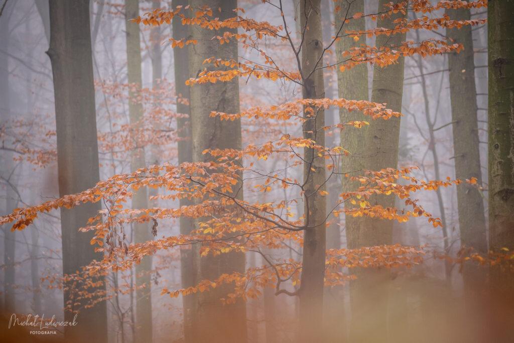 Koniec kolorowej jesieni