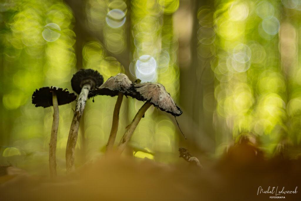 Jesieni w lesie brak