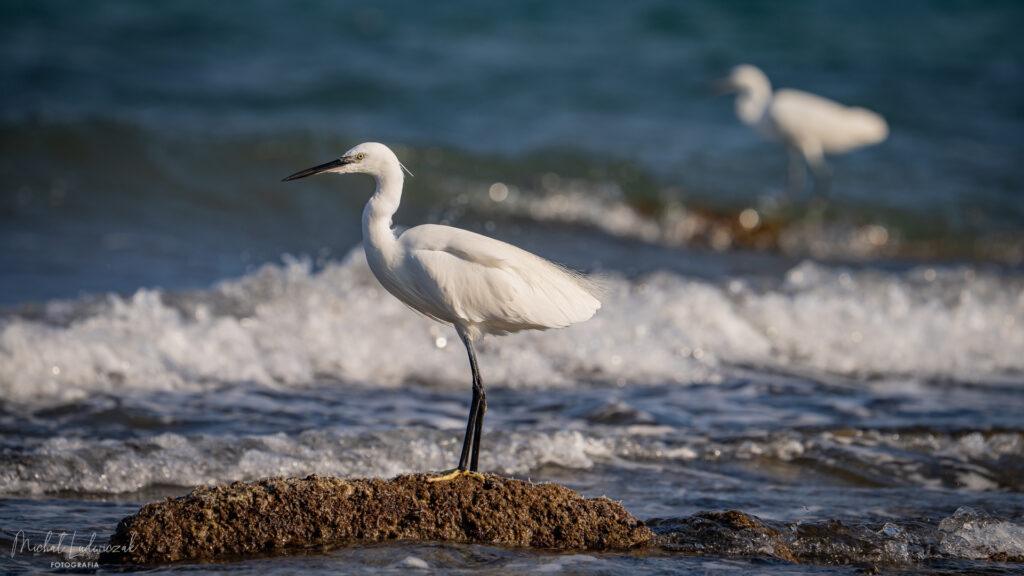 Greckie spotkanie z czaplą nadobną