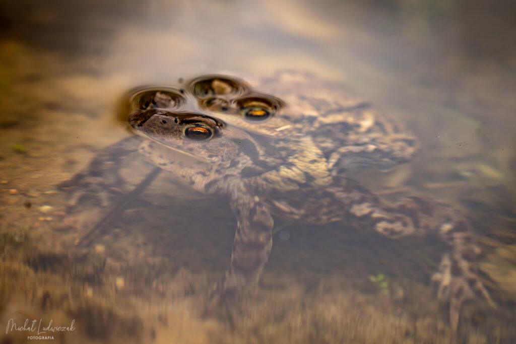 Wiosna wśród ropuch