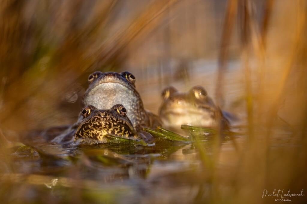 Żabie wiosenne igraszki