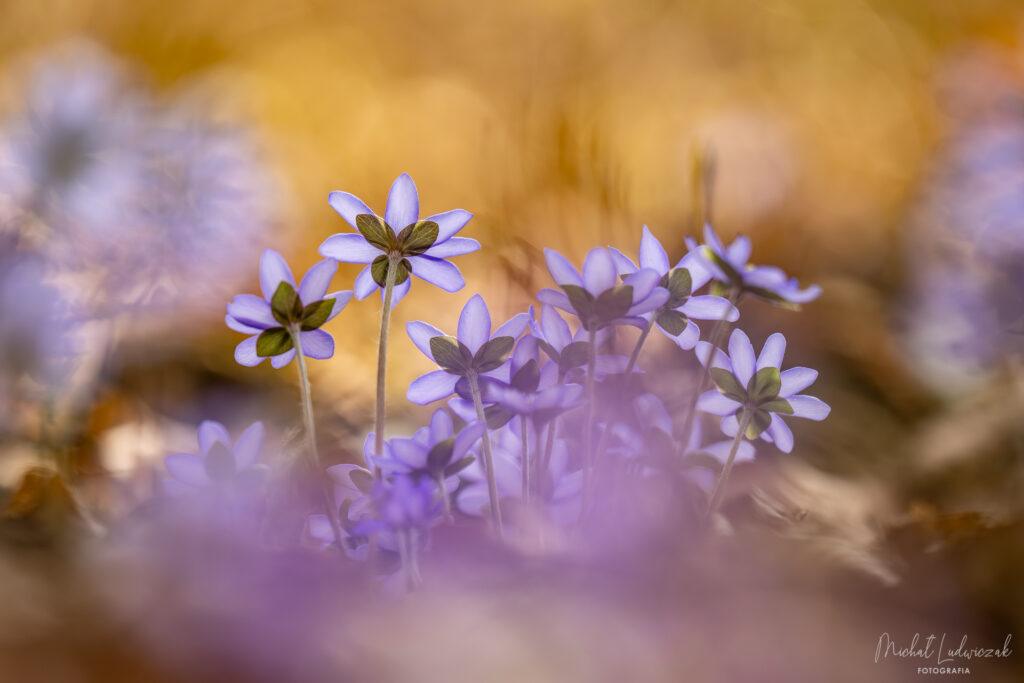 Przylaszczki znakiem wiosny