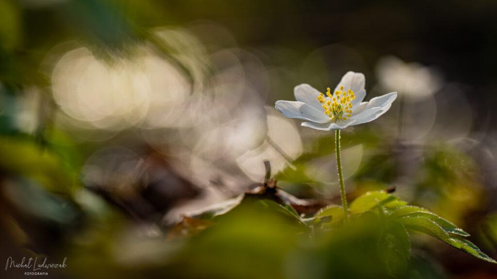 Zawilcowy zawrót głowy