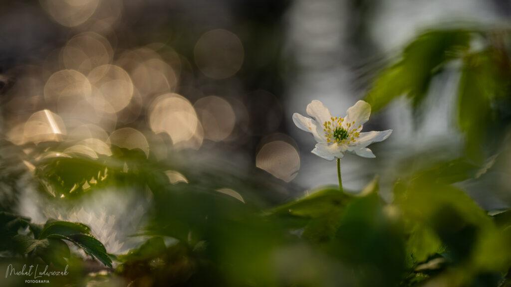 Zawilce 2026 – uzupełnienie