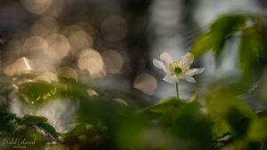 Zawilce 2026 – uzupełnienie