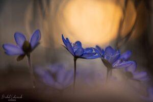 The colors of spring
